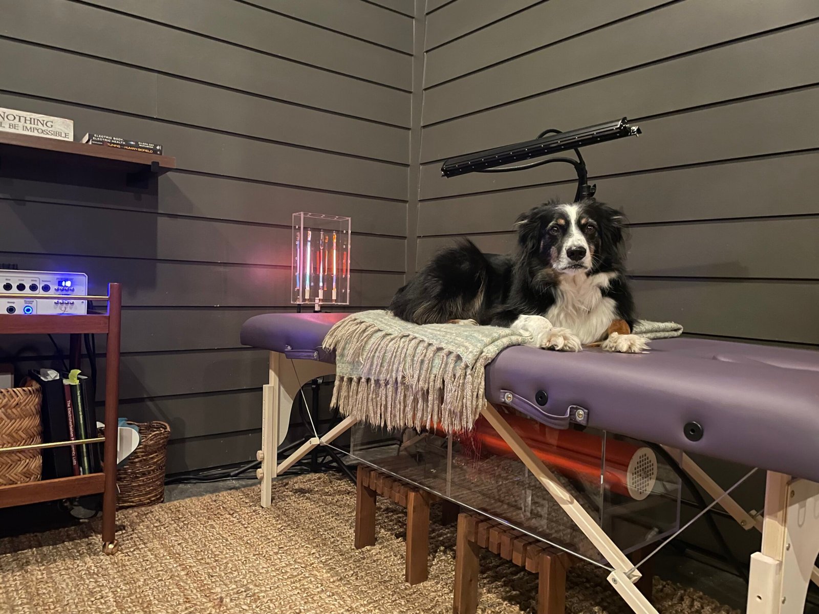Pet resting on the Tesla wellness table during a remote frequency healing session